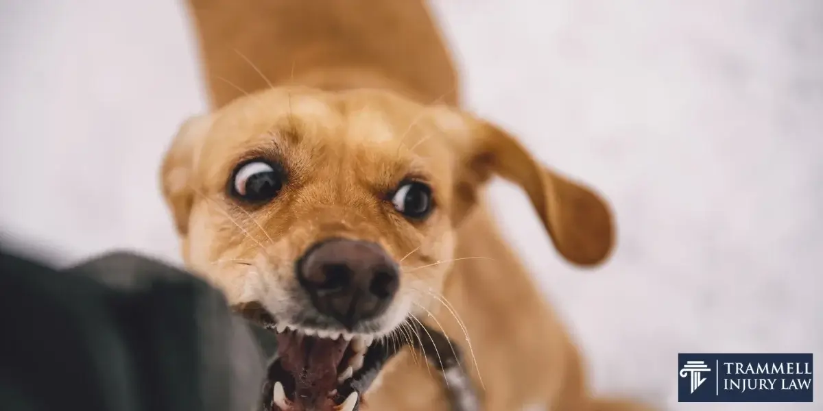 best lagrange dog bite lawyer