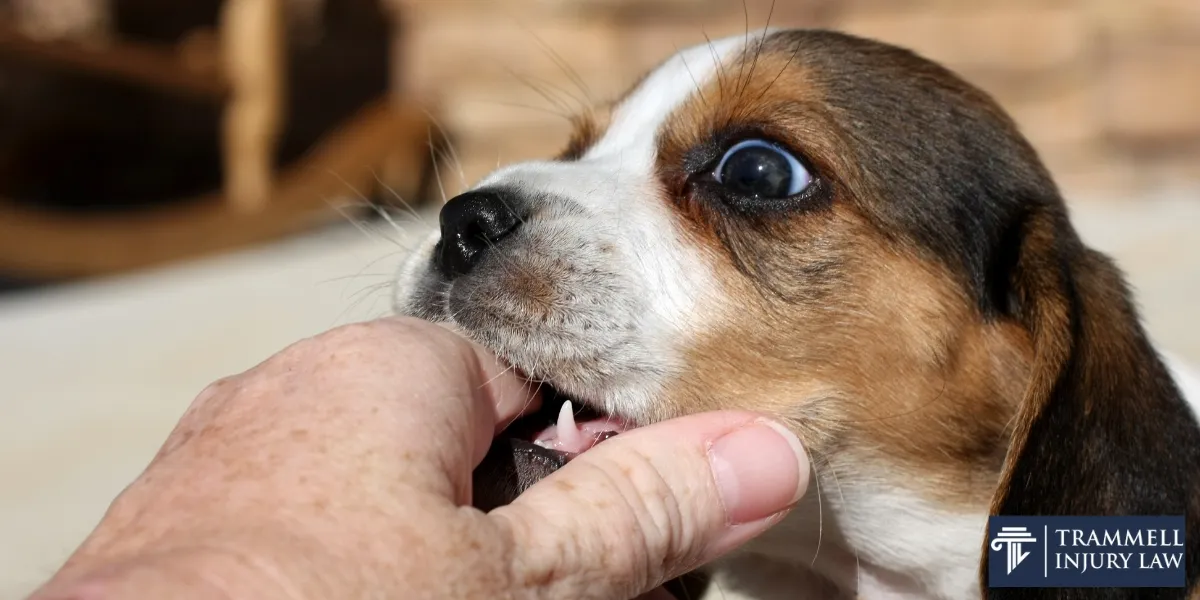 trusted fairburn dog bite lawyer