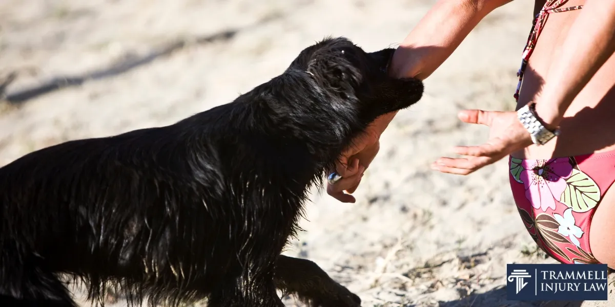 best carrollton ga  dog bite lawyer